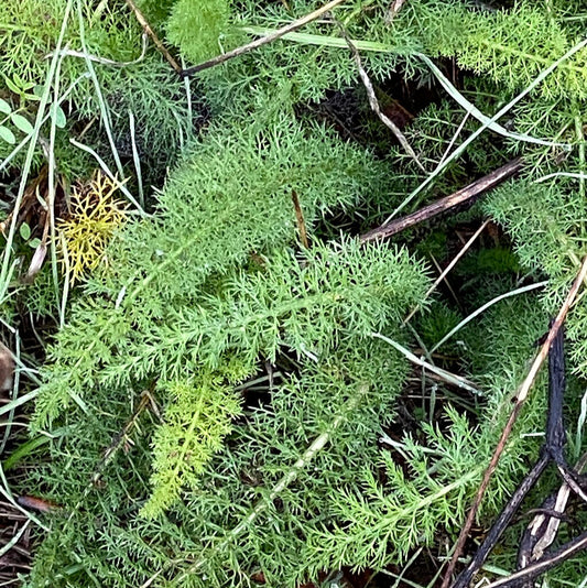 Common Yarrow