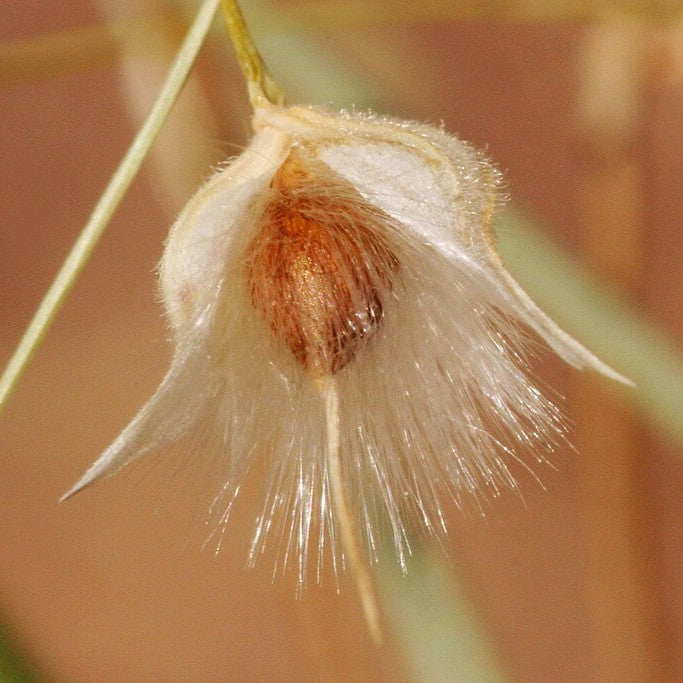 Indian Rice Grass
