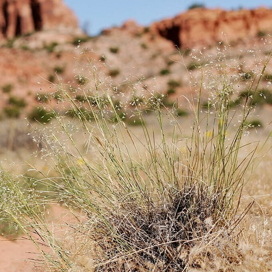 Indian Rice Grass