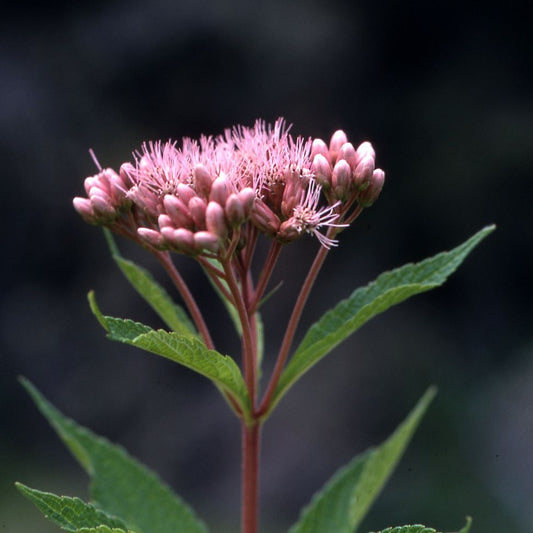 Joe Pye Weed