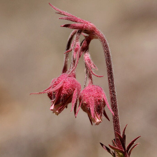 Prairie Smoke