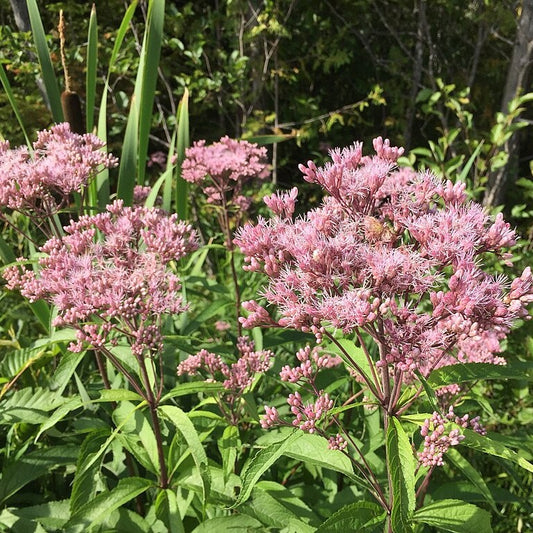 Joe Pye Weed