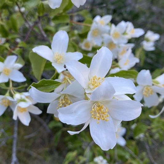 Lewis' Mock-orange