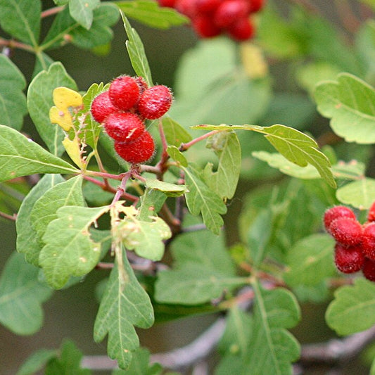 Oakleaf Sumac ‘Autumn Amber’