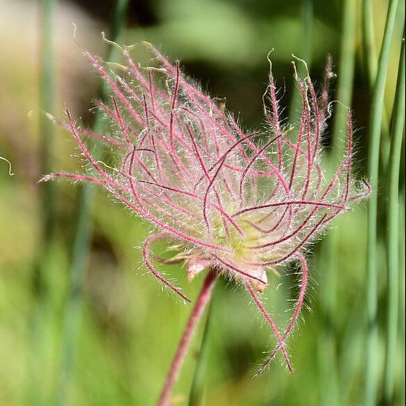 Prairie Smoke