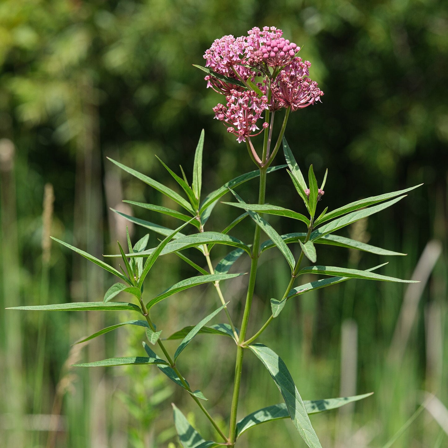 Swamp Milkweed