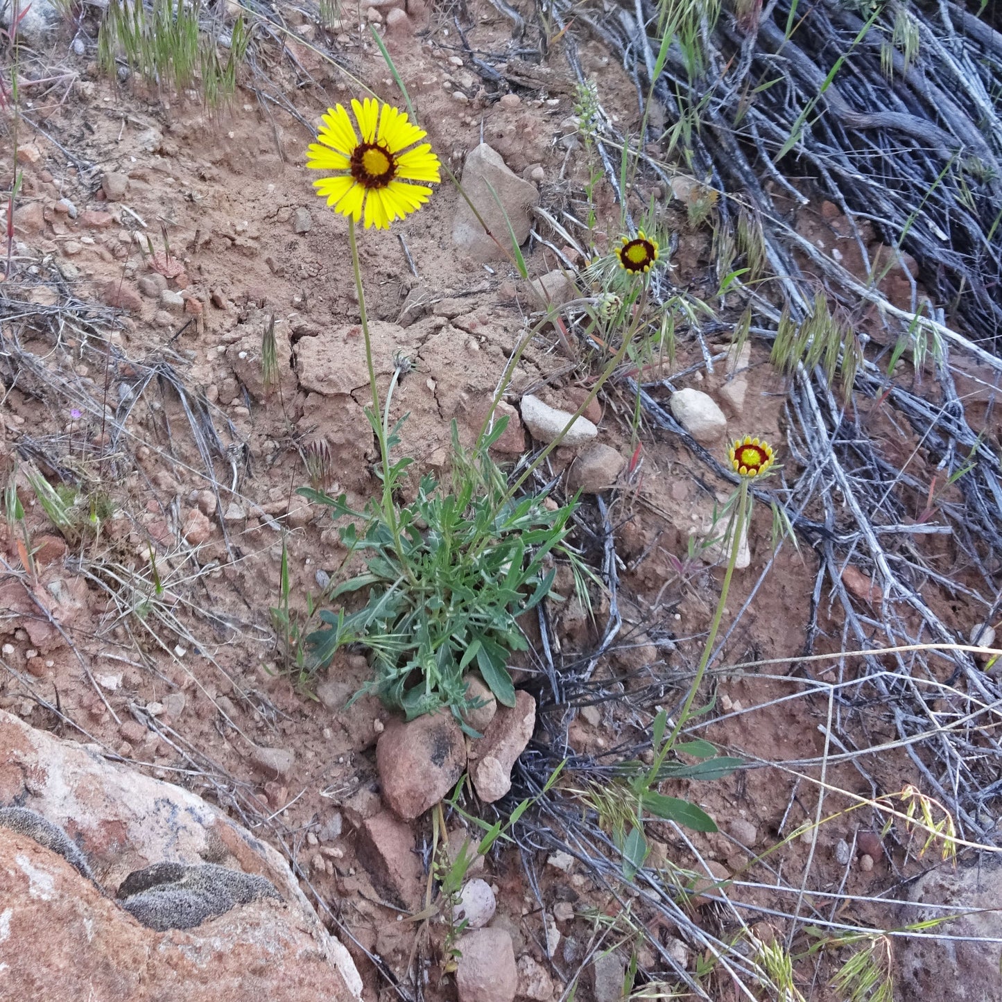 Hopi dome blanketflower