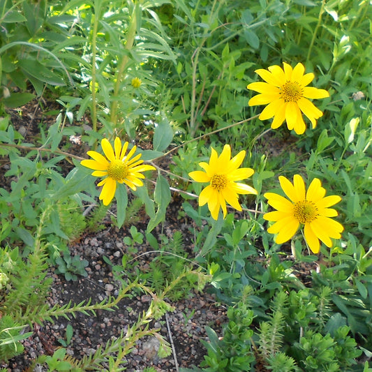Showy Goldeneye Viguiera multiflora, formerly Heliomeris multiflora