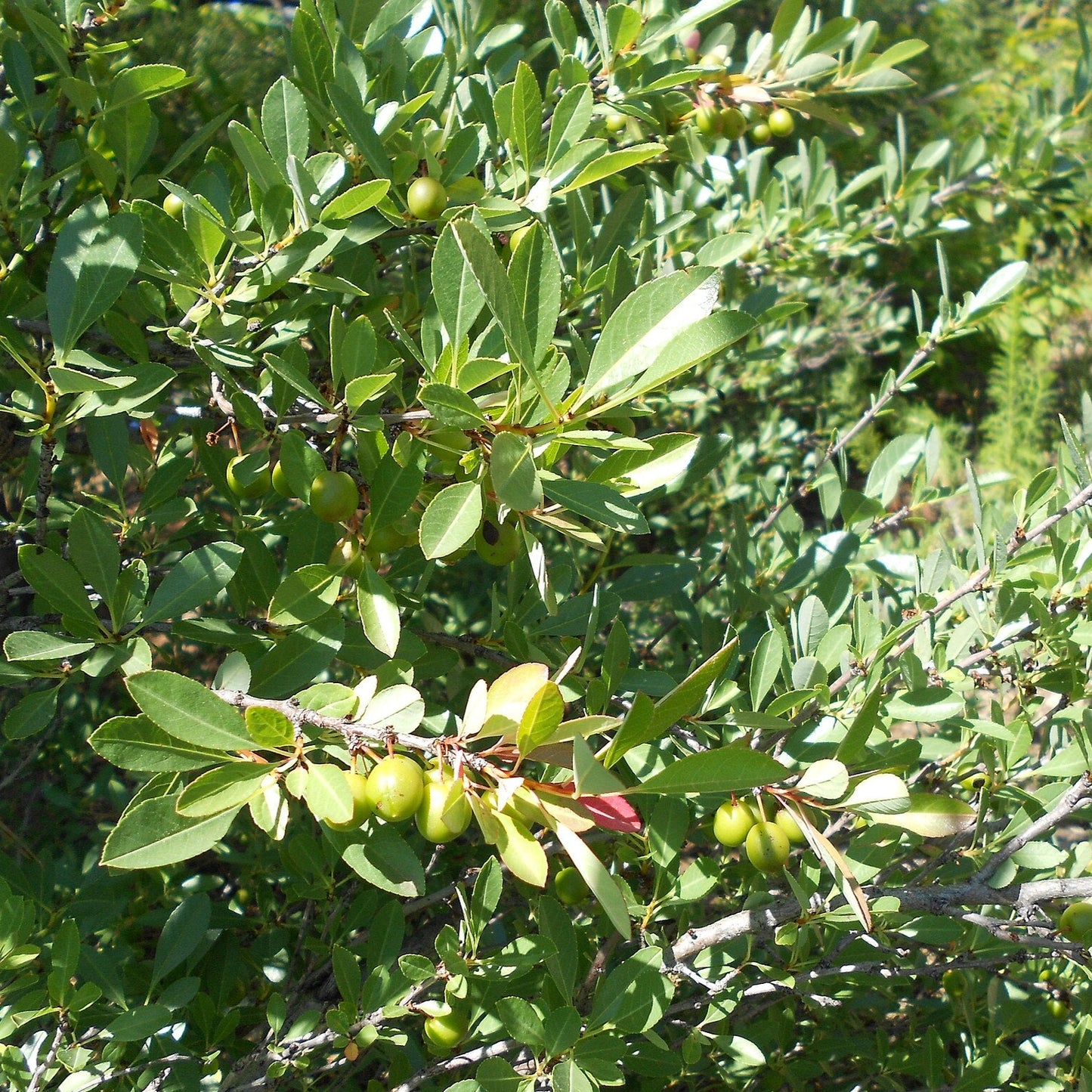 Western Sandcherry (not Utah native)