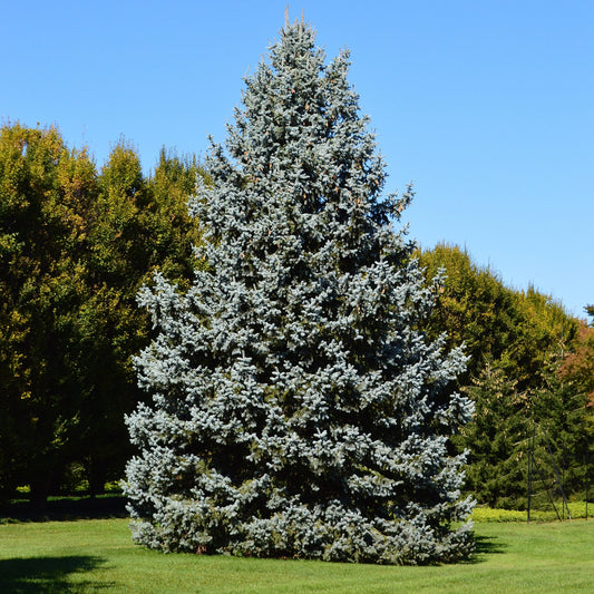 Colorado Blue Spruce