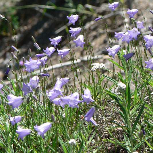 Thumbell Bellflower
