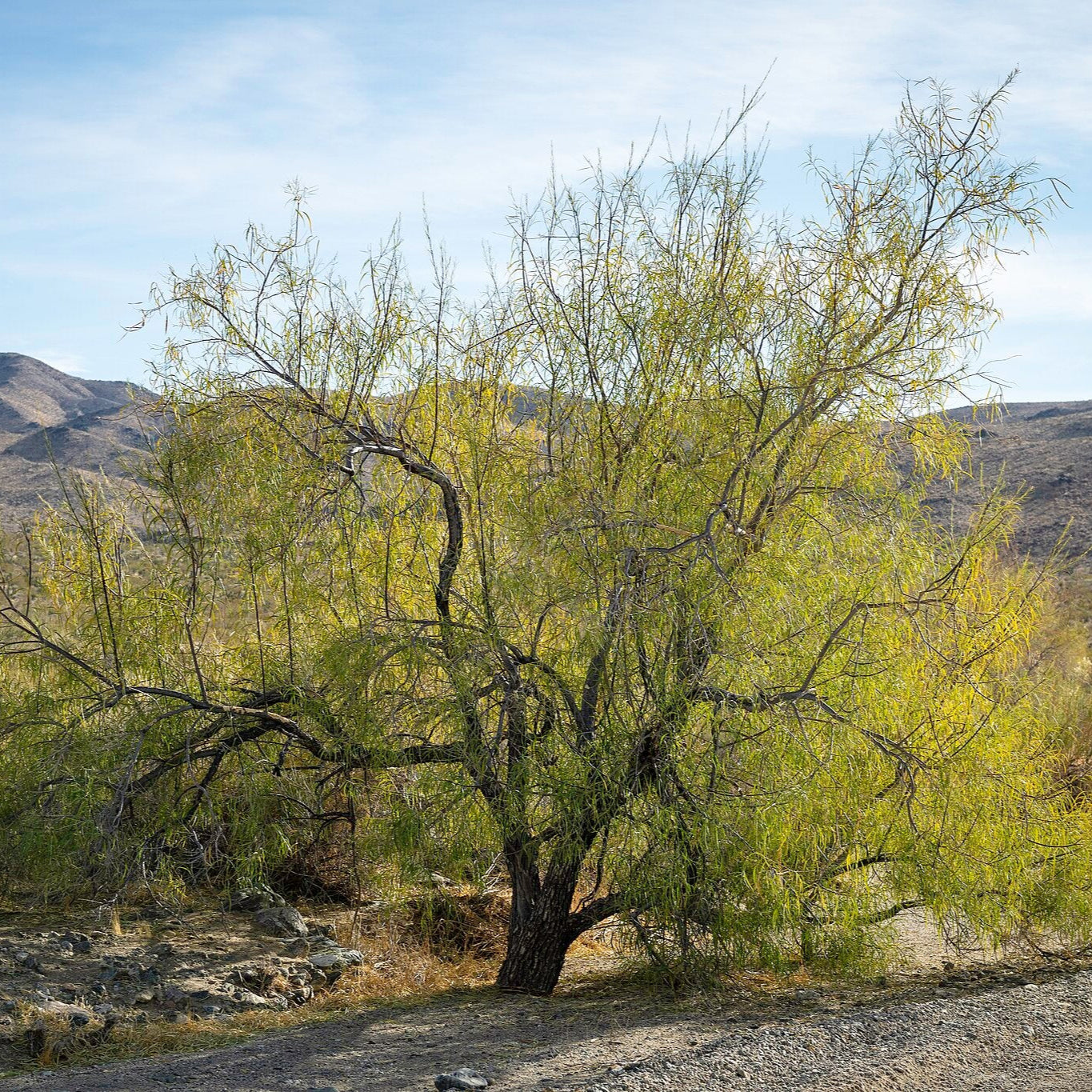 Desert Willow