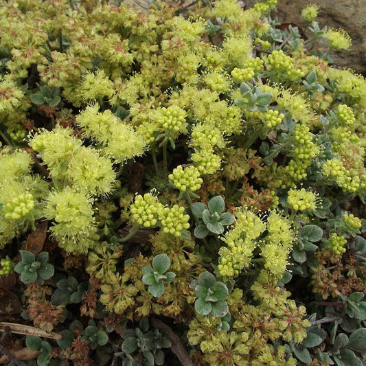 ‘Kannah Creek’ Sulpherflower Buckwheat