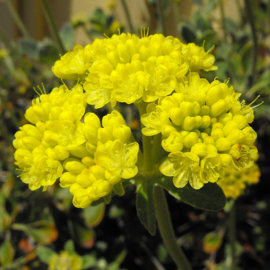 ‘Kannah Creek’ Sulpherflower Buckwheat