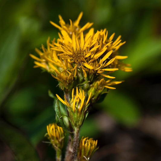 Rocky Mountain Dwarf Goldenrod