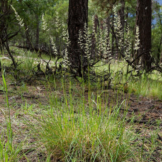 ‘Blue Mac’ Prairie Junegrass