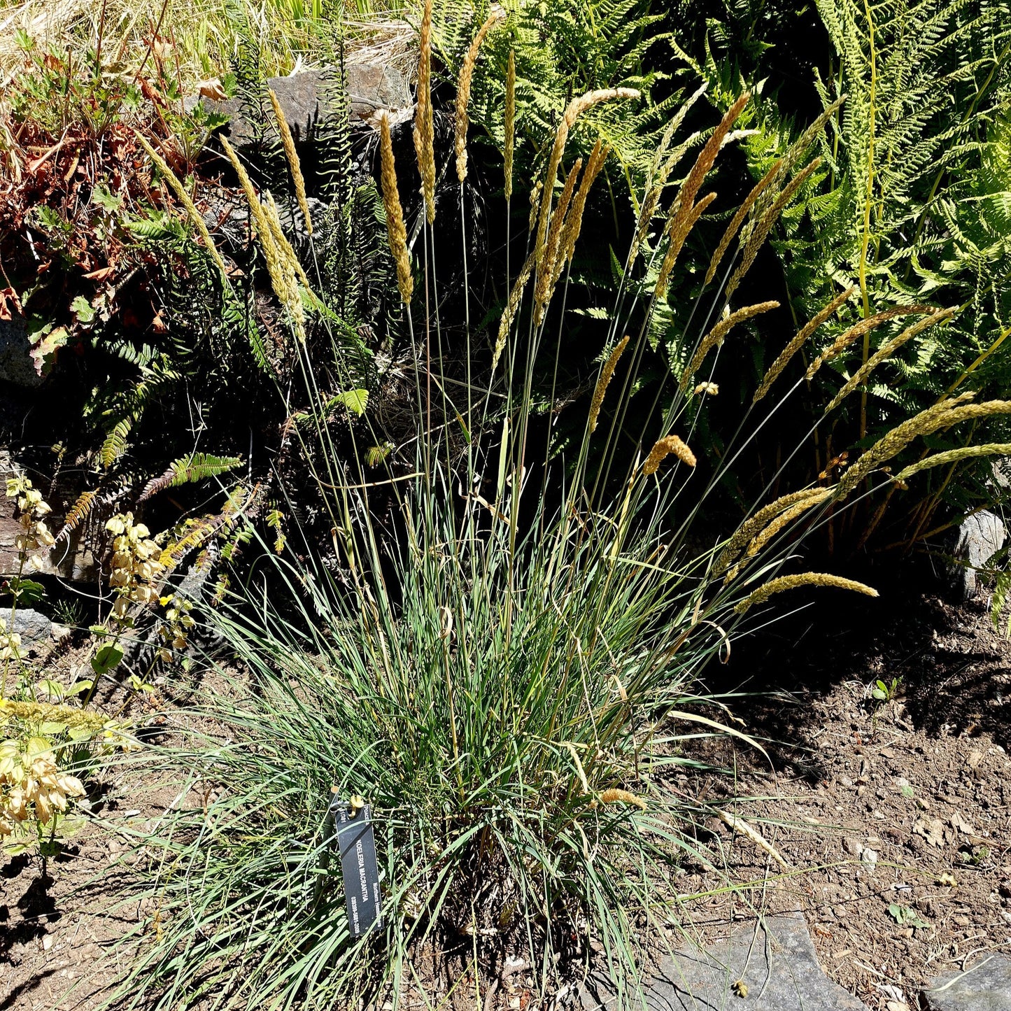 ‘Blue Mac’ Prairie Junegrass