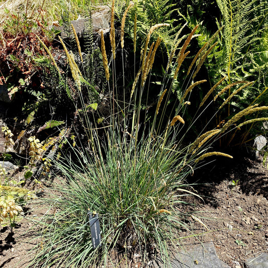 ‘Blue Mac’ Prairie Junegrass