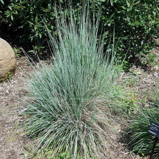 Little Bluestem