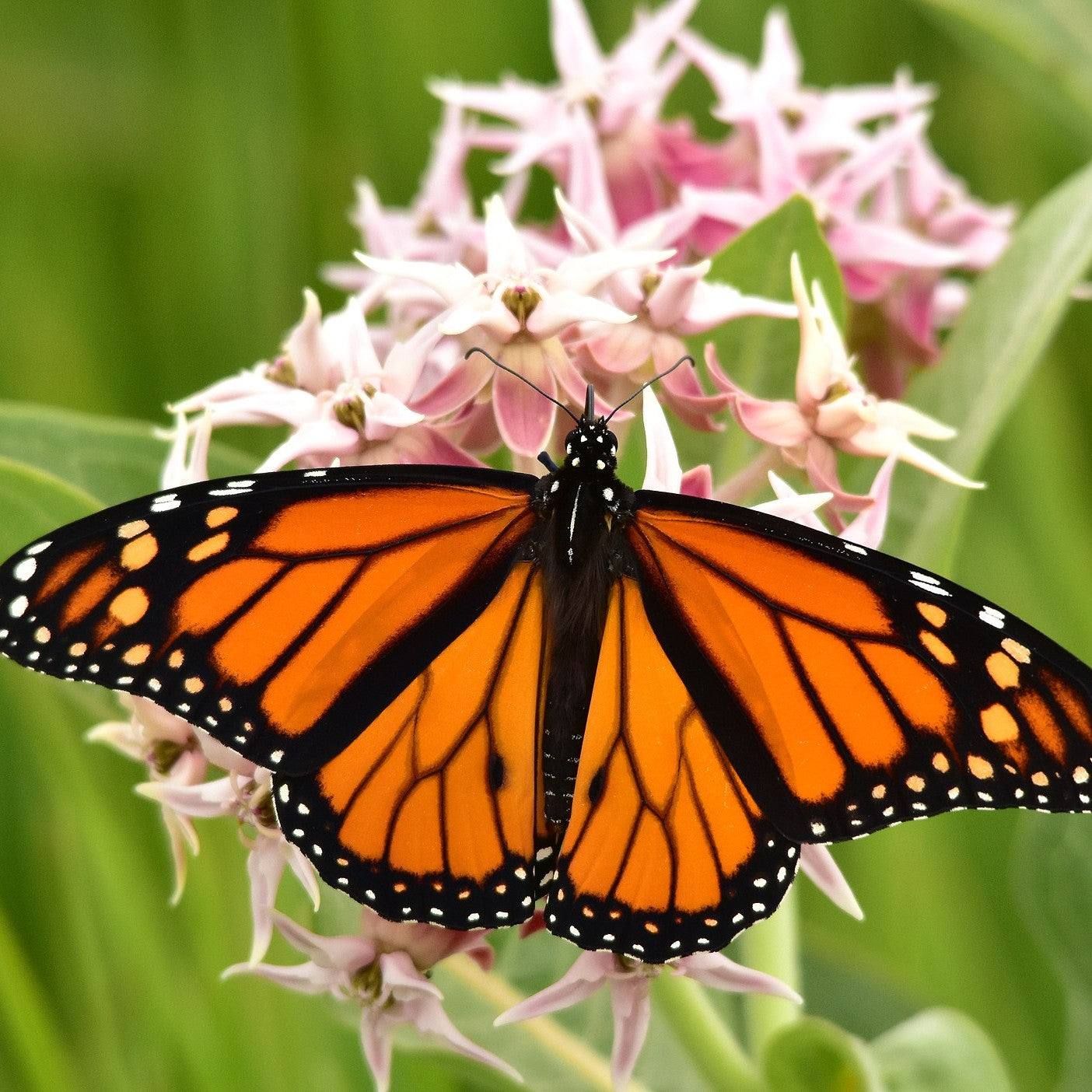 Showy Milkweed