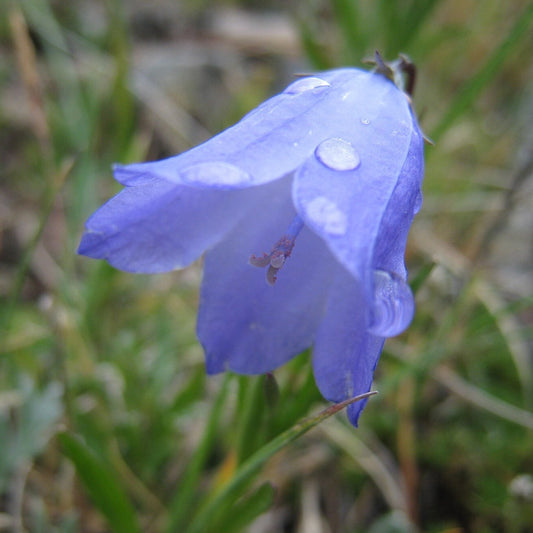 Thumbell Bellflower