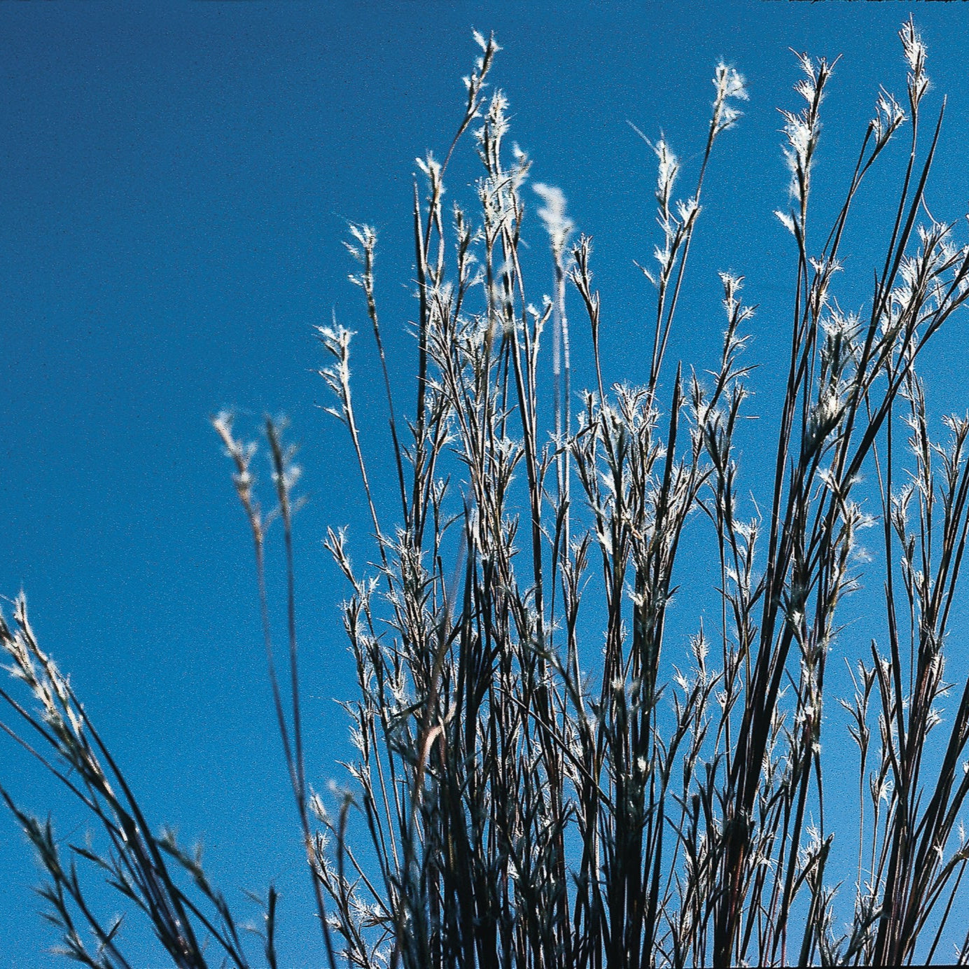 Little Bluestem