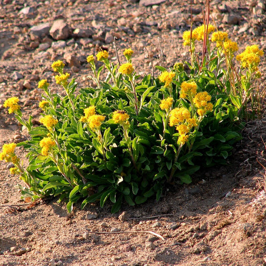 Rocky Mountain Dwarf Goldenrod