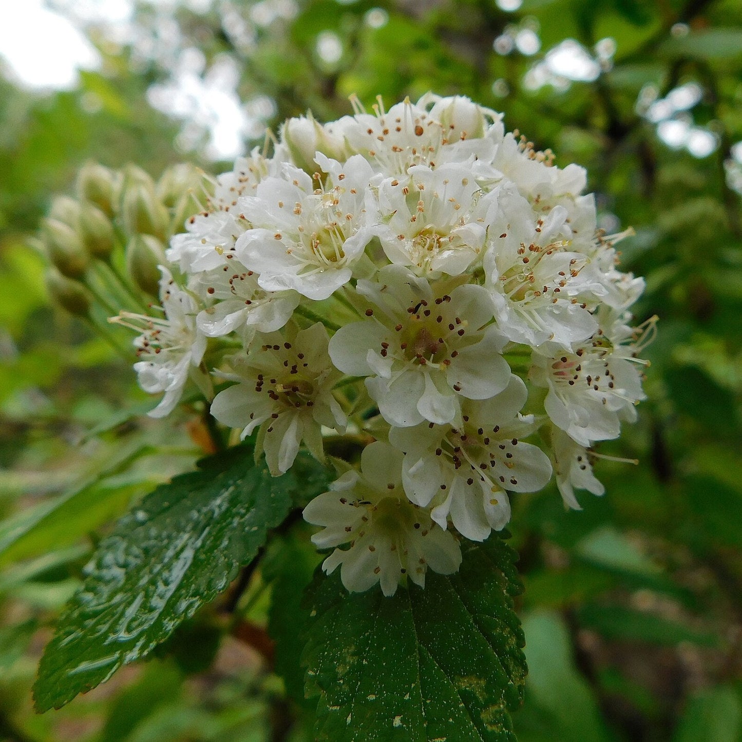 Mountain Ninebark 'Grey Rock'