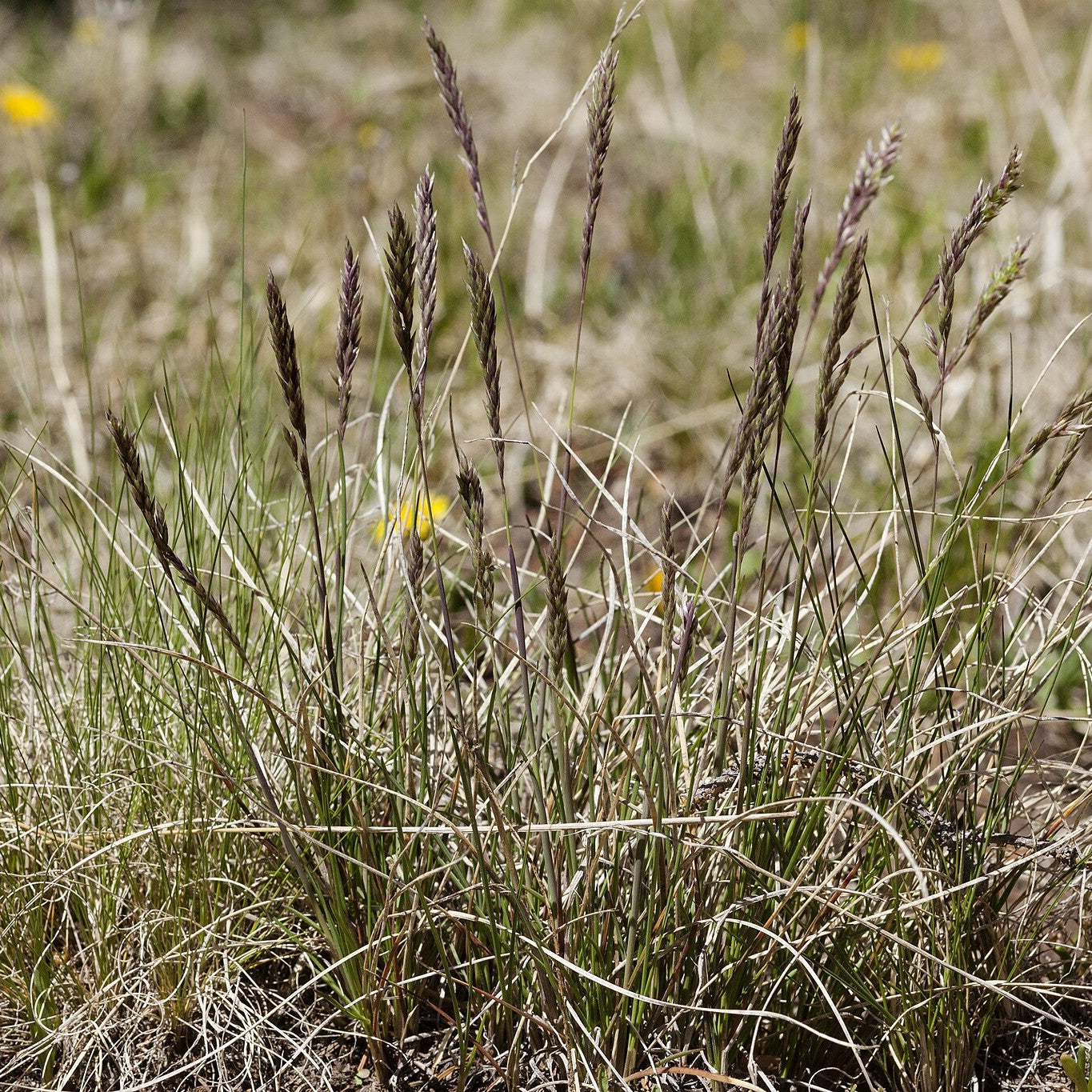 Muttongrass
