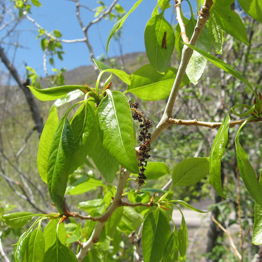 Narrowleaf Cottonwood