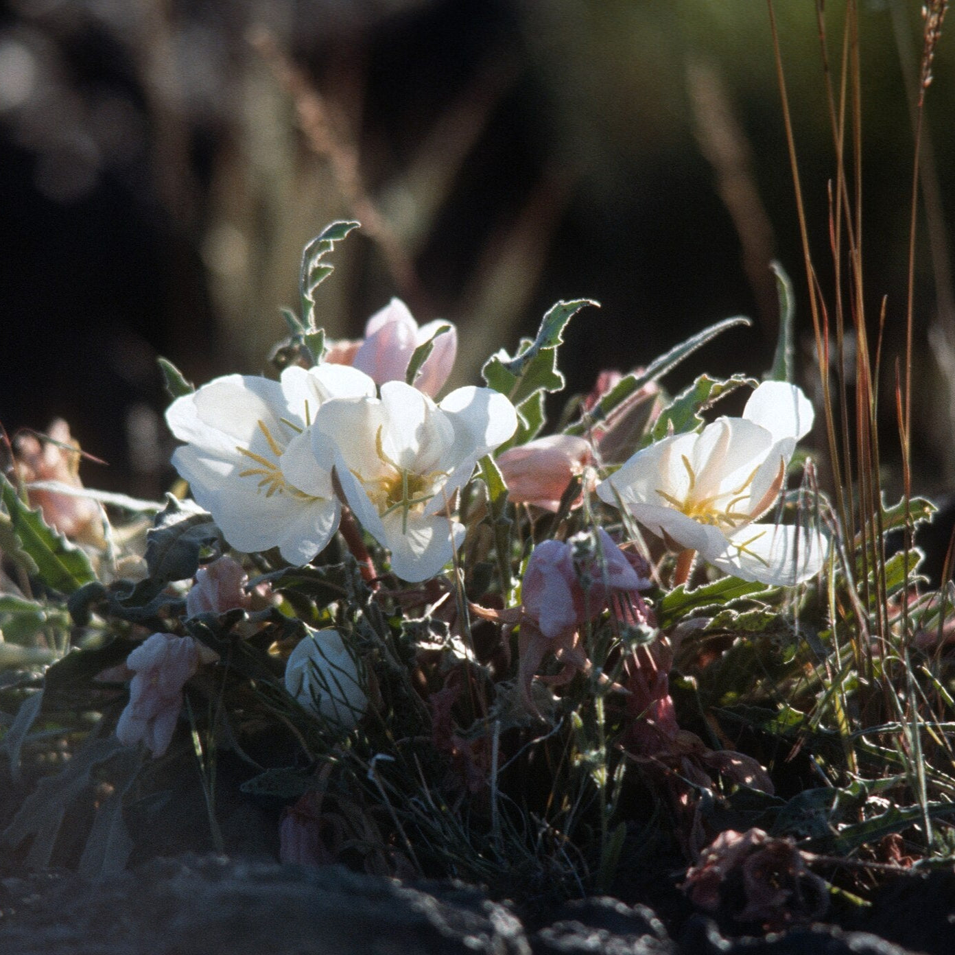 Tufted Evening Primrose