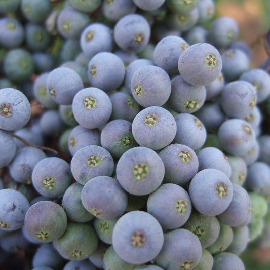Blue Elderberry