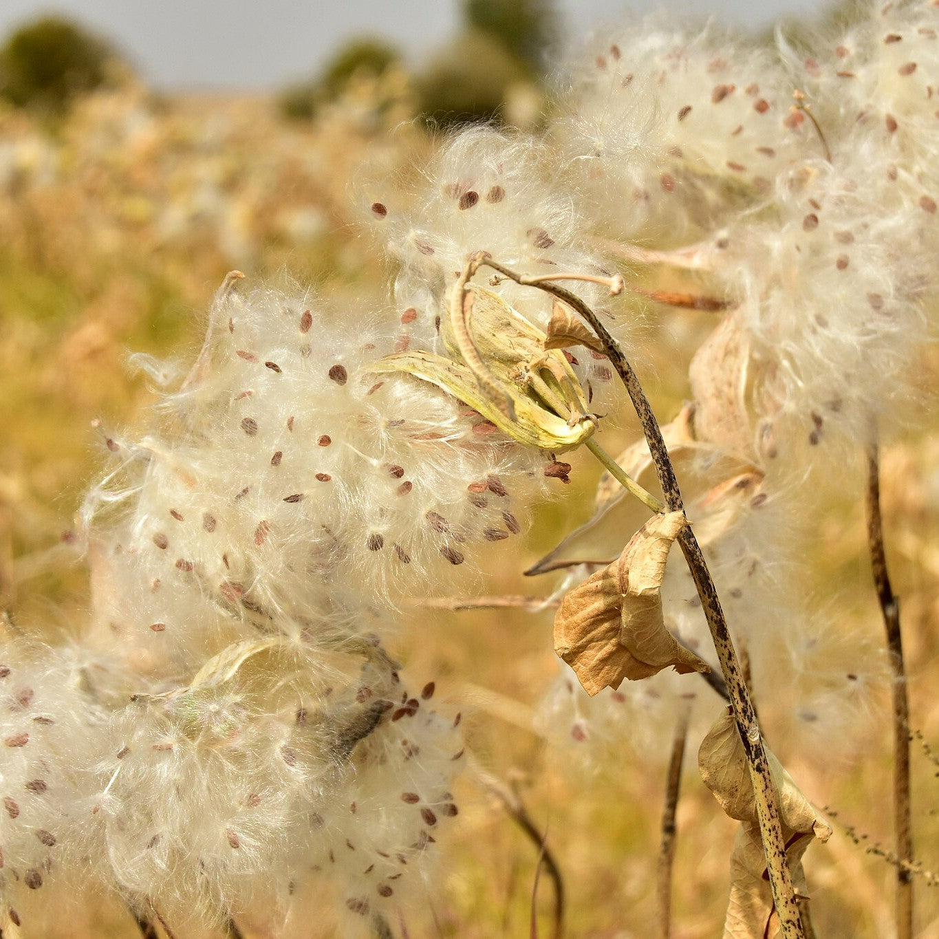 Showy Milkweed