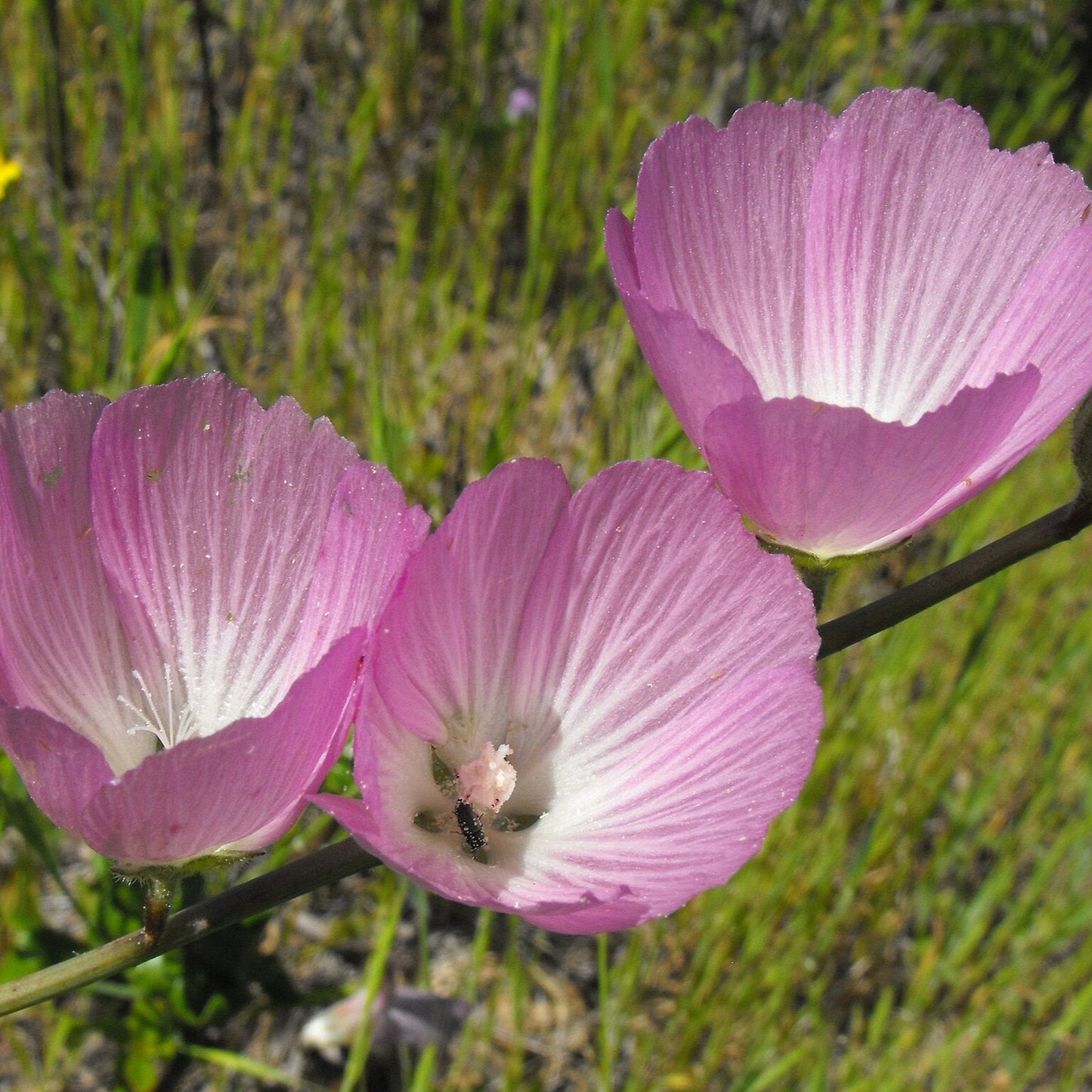 Prairie Checker Mallow