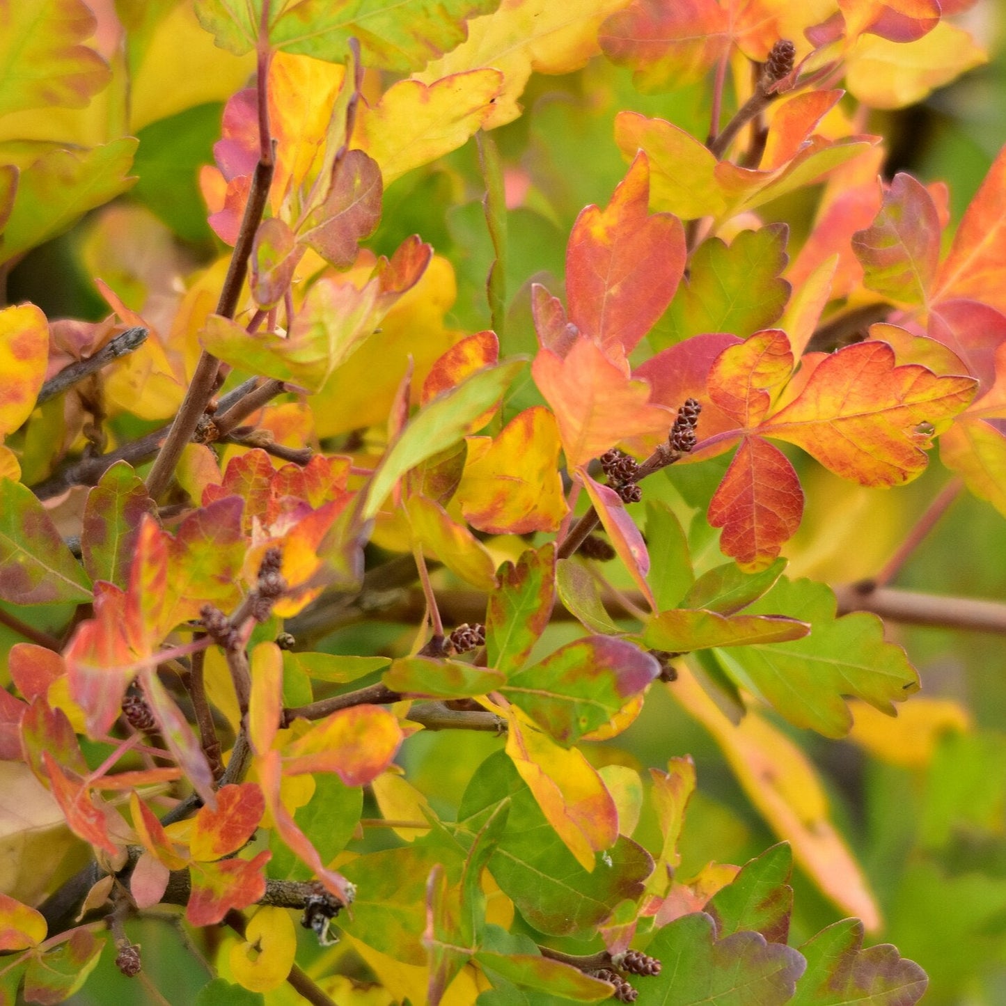 ‘Autumn Amber’ Sumac