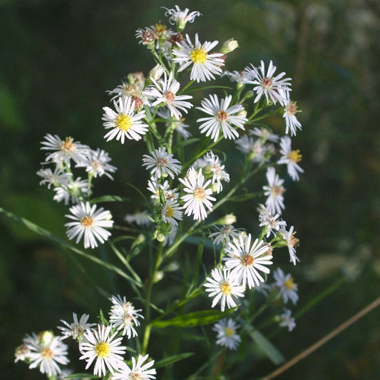 Panicled Aster
