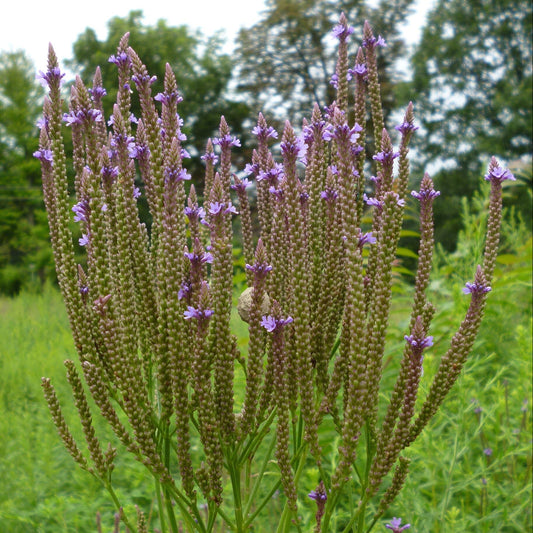 Swamp Verbena