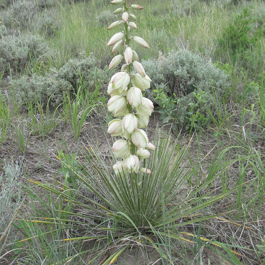 Soapweed Yucca