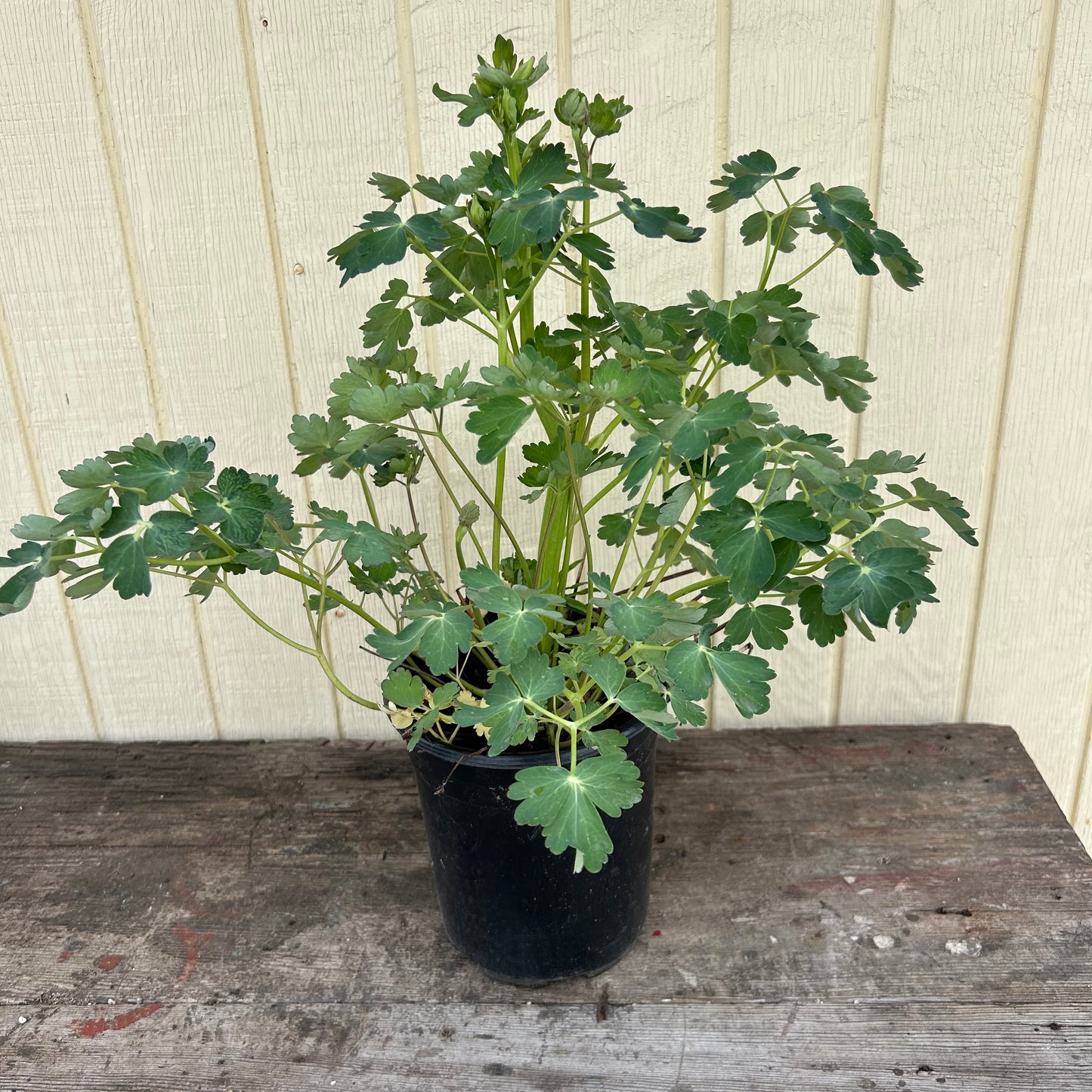Rocky Mountain Columbine