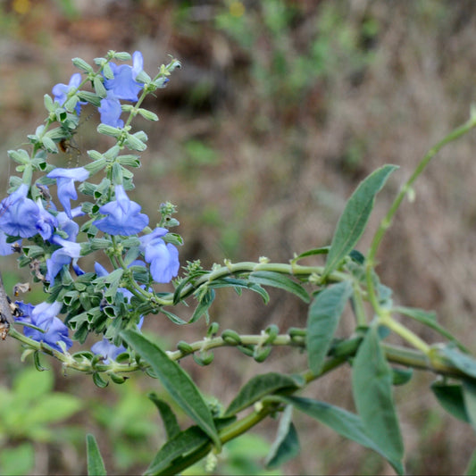 Prairie Sage