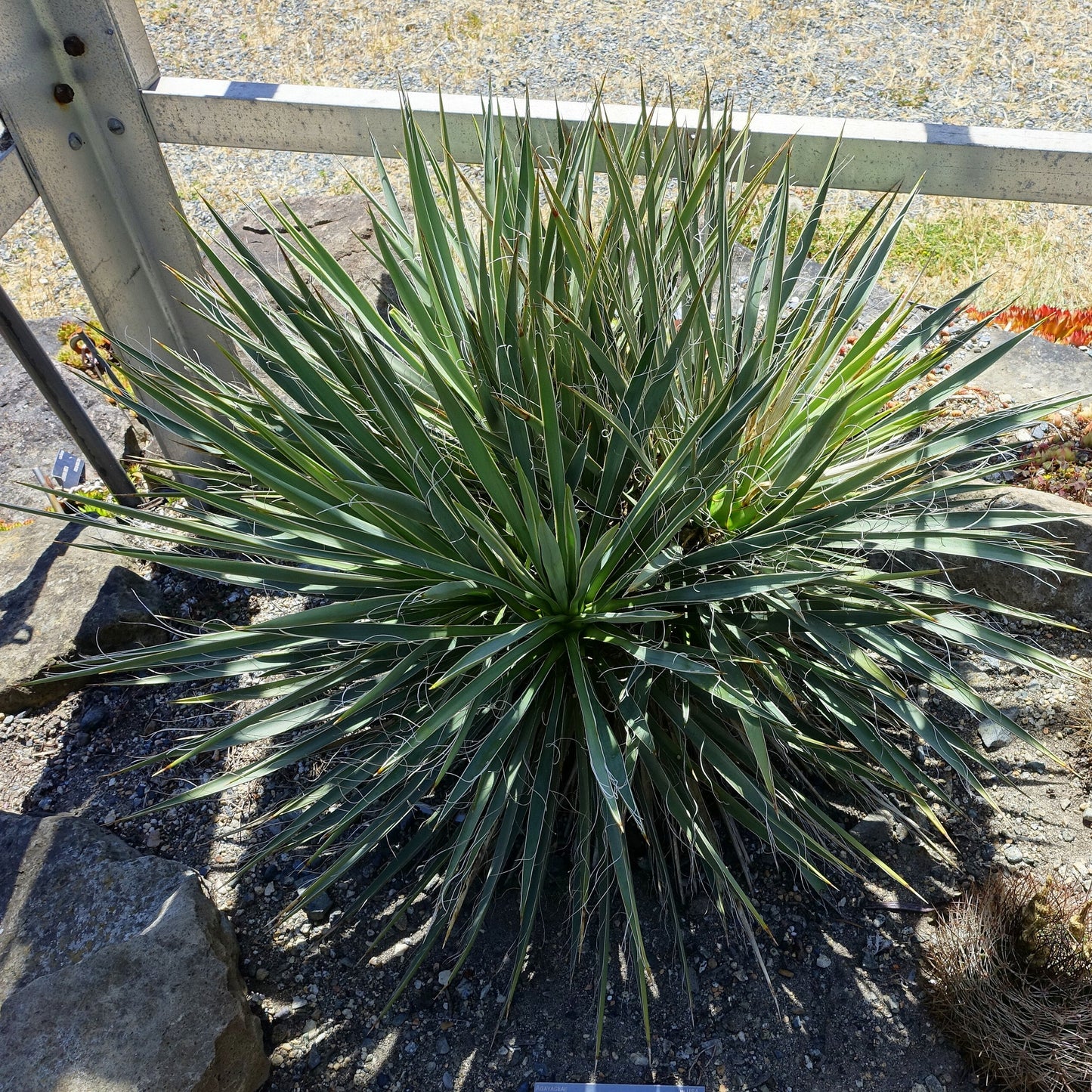 Harriman's Yucca