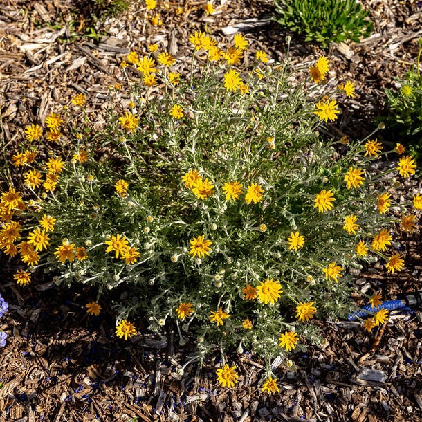 Oregon Sunshine ‘Takilma Gold’