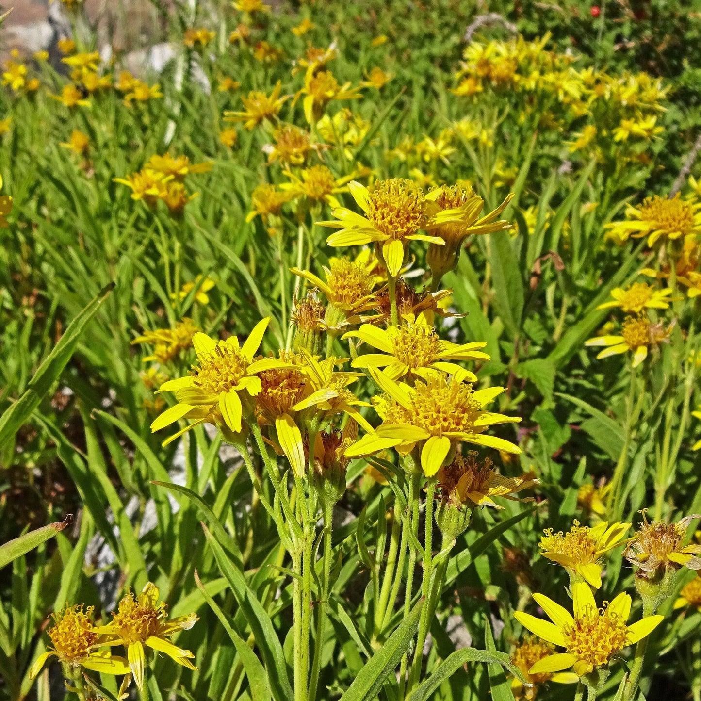 Longleaf Arnica