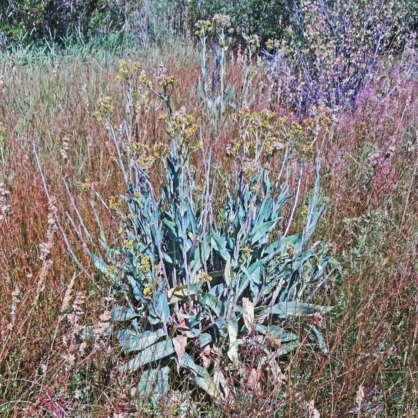 Water Ragwort