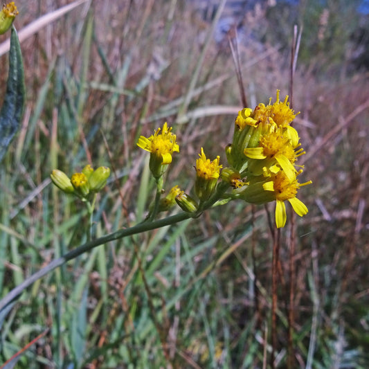 Water Ragwort
