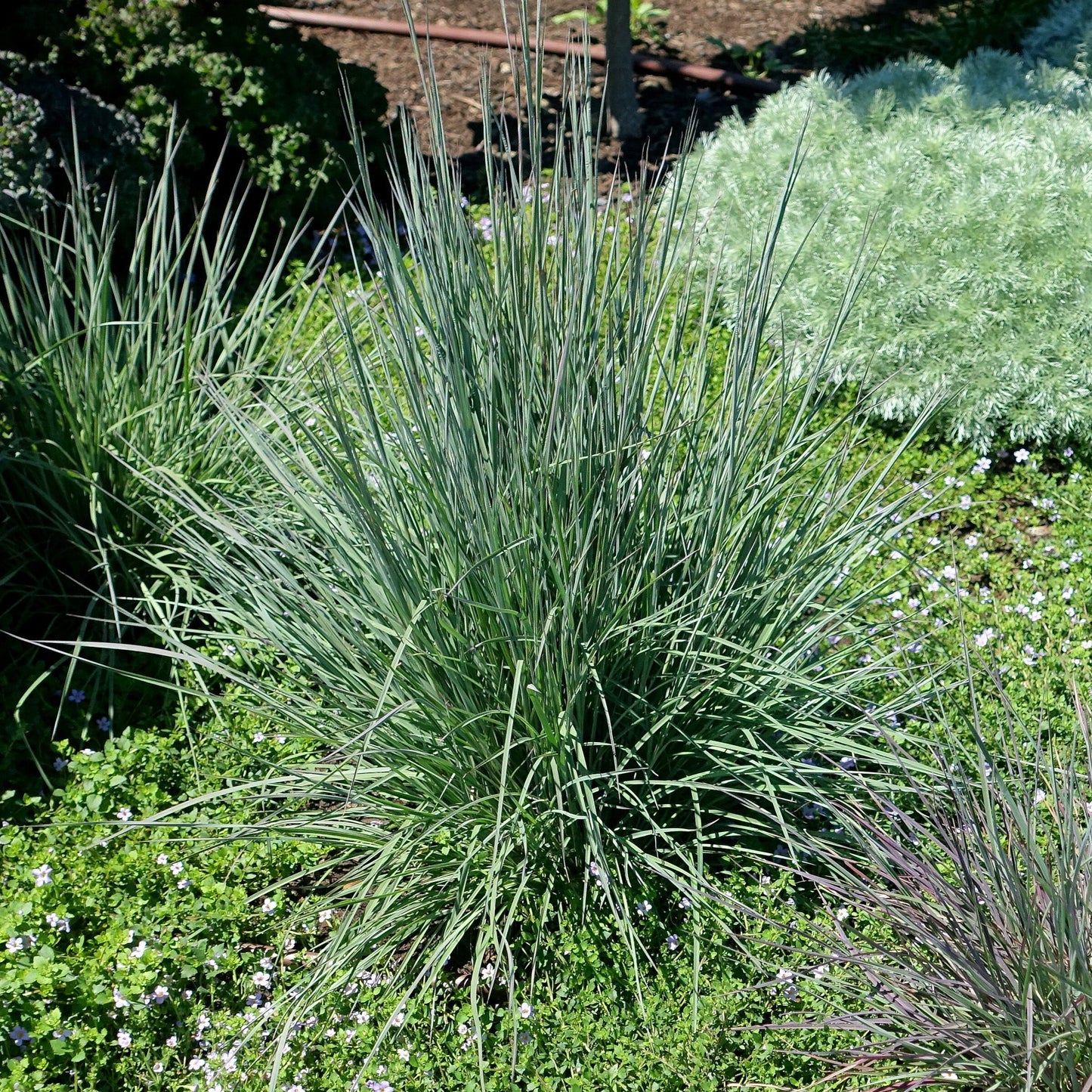 Little Bluestem