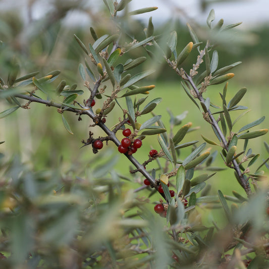 Silver Buffaloberry