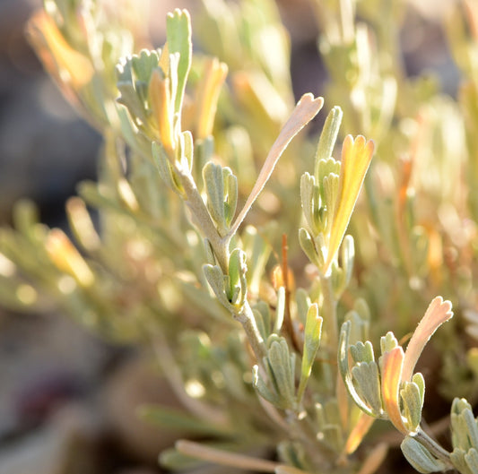 Wyoming Big Sagebrush Artemisia tridentata ssp. wyomingensis close up