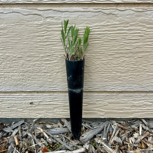 Sulpherflower Buckwheat