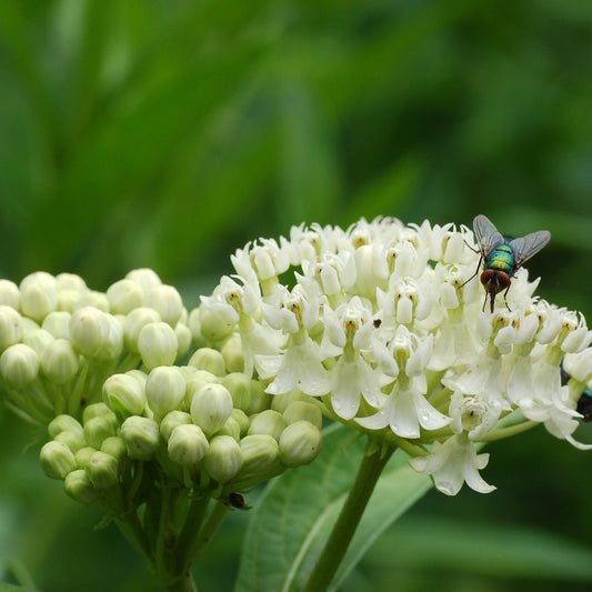 Swamp Milkweed 'Ice Ballet'